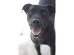 Adopt Joey a Black Labrador Retriever / Mixed dog in Ottumwa, IA (38705109)