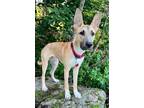 Adopt Buckley a Tan/Yellow/Fawn Shepherd (Unknown Type) / Mixed dog in Barre