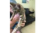 Adopt Hooza a Gray or Blue Domestic Shorthair / Domestic Shorthair / Mixed cat