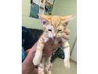 Adopt Everett a Orange or Red Domestic Shorthair / Domestic Shorthair / Mixed