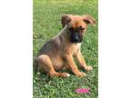 Adopt Sienna a Tan/Yellow/Fawn - with Black German Shepherd Dog / Mixed Breed