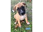 Adopt Saxon a Tan/Yellow/Fawn - with Black German Shepherd Dog / Mixed Breed