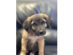 Adopt Cha-Cha a Brown/Chocolate Mixed Breed (Medium) dog in San Angelo