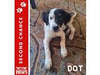 Adopt Dot a White - with Black Mixed Breed (Medium) / Mixed dog in San Angelo