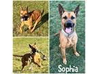 Adopt Sophia a Brown/Chocolate Belgian Malinois / Mixed dog in Crawfordsville