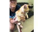 Adopt Goblet a Orange or Red Domestic Shorthair / Domestic Shorthair / Mixed cat