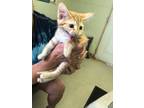 Adopt Flop a Orange or Red Domestic Shorthair / Domestic Shorthair / Mixed cat