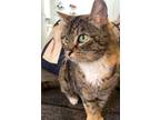 Adopt Avery a Orange or Red Domestic Shorthair / Domestic Shorthair / Mixed cat