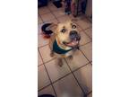 Adopt NEO a White - with Tan, Yellow or Fawn American Pit Bull Terrier / Mixed
