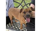 Adopt Taz a Brown/Chocolate Mixed Breed (Medium) / Mixed dog in Wooster