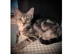 Adopt 53691493 a All Black Domestic Shorthair / Domestic Shorthair / Mixed cat