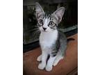 Adopt 53691616 a Gray or Blue Domestic Shorthair / Domestic Shorthair / Mixed