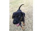Adopt Colby a Black - with Tan, Yellow or Fawn Labrador Retriever / Mixed dog in