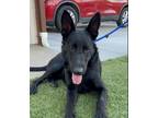 Adopt Axel/Rocky a Black German Shepherd Dog dog in Discovery Bay, CA (38702754)