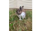 Adopt Sky a Other/Unknown rabbit in Mattawan, MI (38704031)