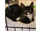 Adopt Whiskers a All Black Domestic Shorthair / Mixed cat in Ferndale