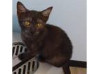 Adopt Raven a Gray or Blue Domestic Shorthair / Mixed cat in San Antonio