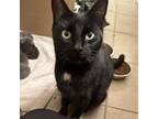 Adopt Emerald a All Black Domestic Mediumhair / Mixed cat in Abilene