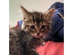 Adopt Parmesan Shomo a Brown or Chocolate Domestic Longhair / Mixed cat in