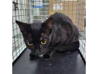 Adopt Lilith a All Black Domestic Shorthair / Mixed cat in Westminster