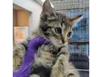 Adopt Sarabi a Tortoiseshell Domestic Shorthair / Mixed cat in Westminster