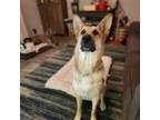 Adopt Mama a Black German Shepherd Dog / Mixed dog in Westminster, CA (38703029)