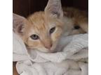 Adopt Philbert a Orange or Red Domestic Shorthair / Mixed cat in Edinburg