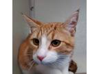 Adopt Prazi a Orange or Red Domestic Shorthair / Mixed cat in Chattanooga
