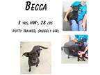 Adopt Becca a Mixed Breed (Medium) / Mixed dog in Albany, GA (38702749)