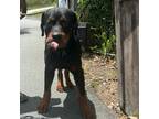 Adopt Big Papi a Black Mixed Breed (Large) / Mixed dog in St.