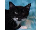 Adopt JELLY CREME a All Black Domestic Shorthair / Mixed cat in Eureka