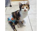 Adopt Cinnabon a Calico or Dilute Calico Domestic Shorthair / Mixed cat in Salt