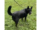 Adopt Odin a Black - with White Shepherd (Unknown Type) / Australian Cattle Dog