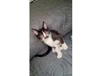 Adopt Patty a Black & White or Tuxedo Domestic Shorthair (short coat) cat in