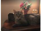 Adopt Miss Peggy a Gray or Blue Domestic Mediumhair (medium coat) cat in