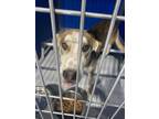 Adopt Salem a Brown/Chocolate Mixed Breed (Medium) dog in Whiteville