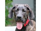 Adopt Puck a Brindle Great Dane / Mixed dog in Boise, ID (38702220)