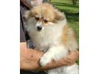 Adopt Stella a Red/Golden/Orange/Chestnut - with White Pomeranian / Mixed dog in