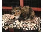 Adopt Torra a Tortoiseshell Domestic Shorthair (medium coat) cat in