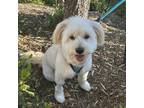 Adopt Leo a White - with Tan, Yellow or Fawn Schnauzer (Standard) / Mexican