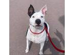 Adopt Cassie a White - with Black American Staffordshire Terrier / Mixed dog in