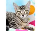 Adopt Mccoy a Gray, Blue or Silver Tabby Domestic Shorthair (short coat) cat in