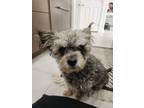 Adopt Toby a Gray/Silver/Salt & Pepper - with White Terrier (Unknown Type