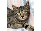 Adopt Lainey a Gray, Blue or Silver Tabby Domestic Shorthair (short coat) cat in