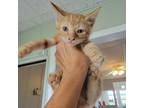 Adopt Kenobi a Orange or Red Domestic Shorthair / Mixed cat in St.Jacob