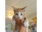 Adopt Kylo a Orange or Red Domestic Shorthair / Mixed cat in St.Jacob
