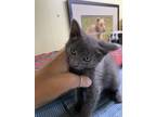 Adopt Jackie a Gray or Blue Domestic Shorthair (short coat) cat in New Richmond