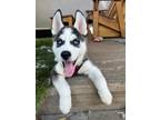 Adopt Hermes a Black - with White Siberian Husky / Mixed dog in San Francisco