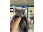 Adopt Annie a Gray or Blue Domestic Shorthair (short coat) cat in New Richmond