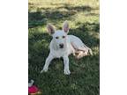 Adopt Teddy a White German Shepherd Dog / Mixed dog in Boise, ID (38701999)